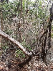 Rhus pachyrrhachis