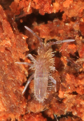 Entomobrya griseoolivata