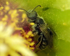 Dufourea echinocacti