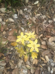 Triteleia ixioides ixioides