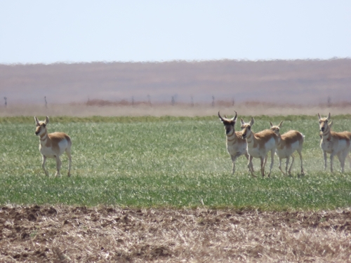 Pronghorn
