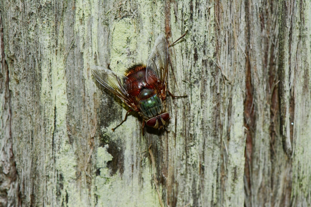 Rutilia confusa