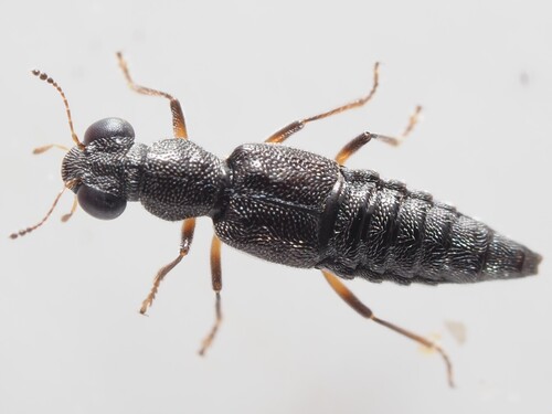 Stenus picipennis