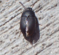 Gondwanocrypticus platensis