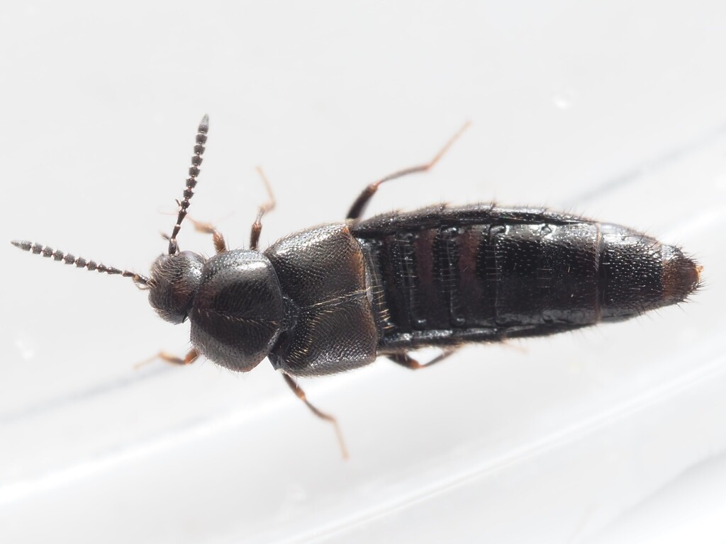 Aleochara intricata