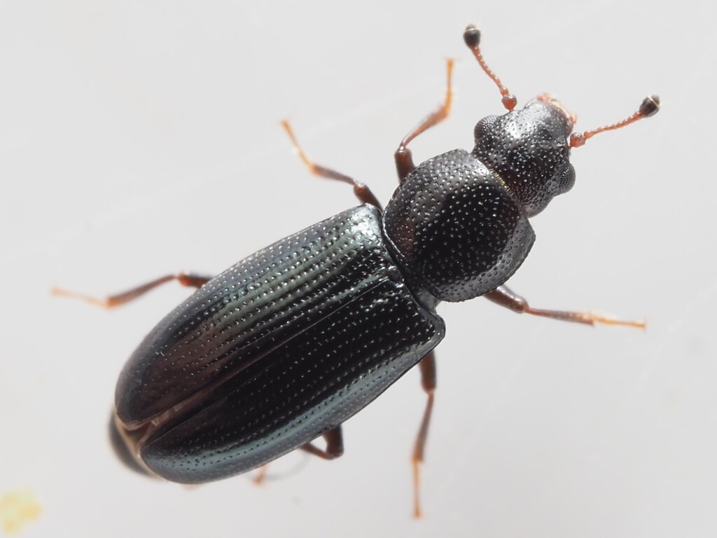 Rhizophagus aeneus