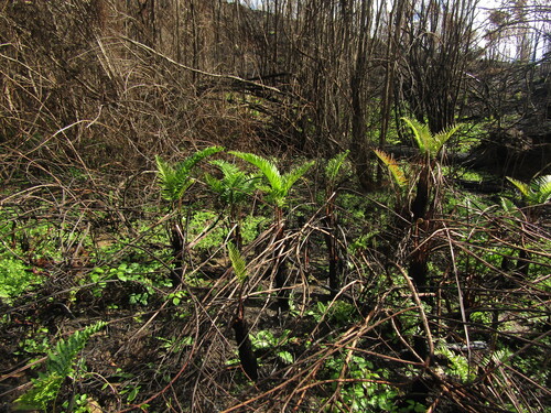 Chilean hard fern (Blechnum chilense)