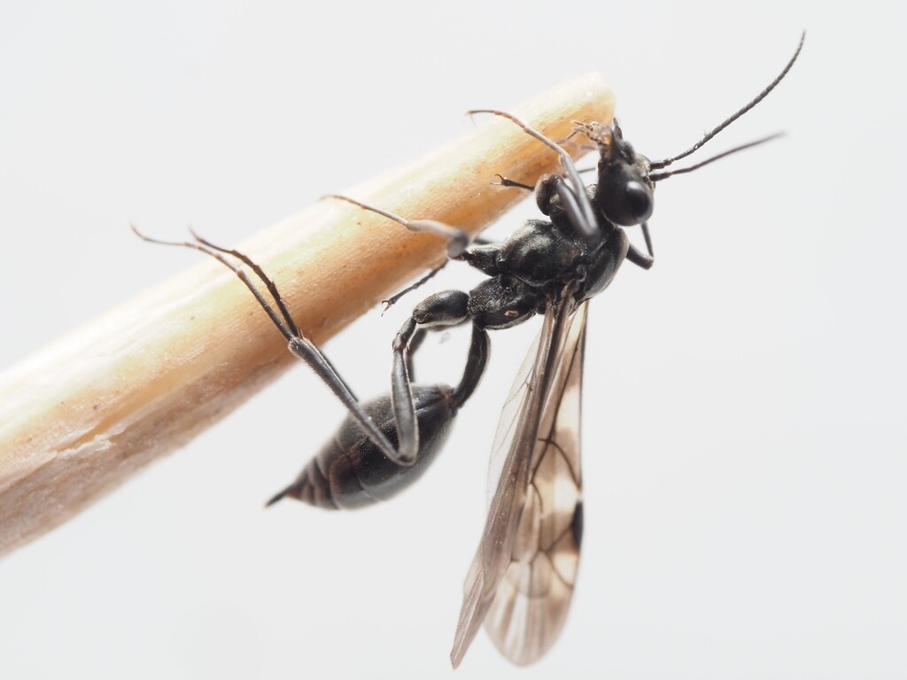 Agriotypus armatus