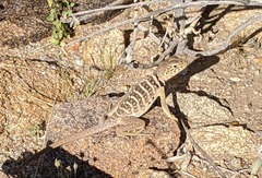 Crotaphytus vestigium