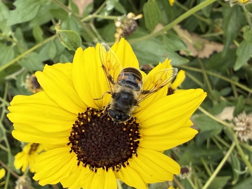Unknown species found near Natural History Museum Los Angeles County, Los Angeles, CA, US