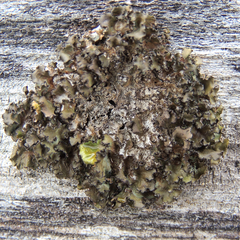 Tuckermanopsis americana