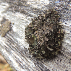 Tuckermanopsis americana