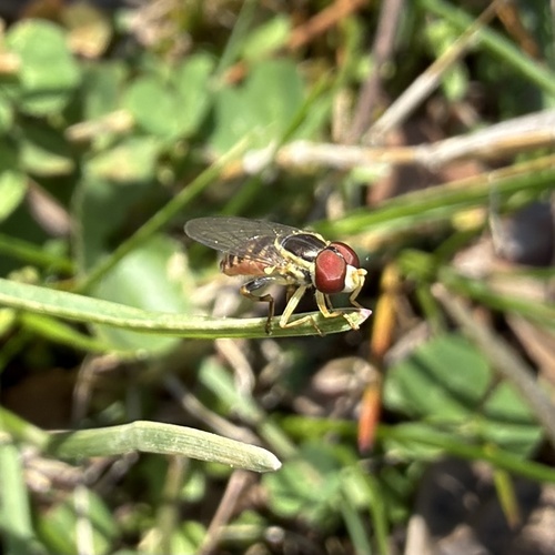 Unknown species found near Montauk State Park, Salem, MO, US
