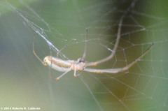 Tetragnatha elongata