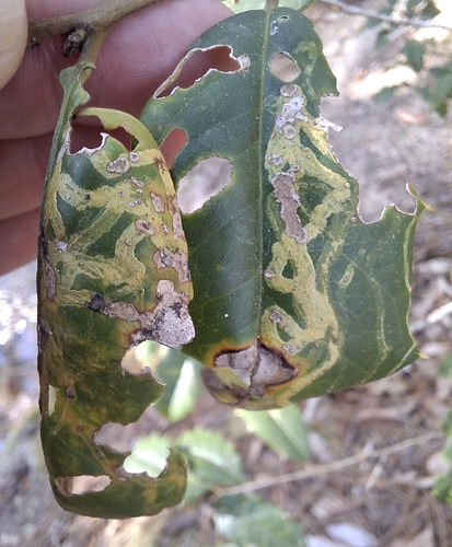 Unknown species found near Woodworth, LA 71485, USA