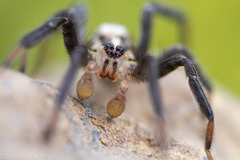 Zora hespera