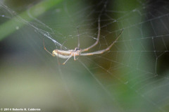 Tetragnatha elongata