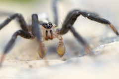 Zora hespera