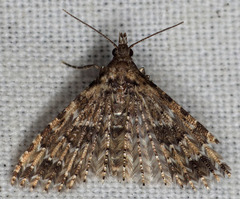 Alucita montana