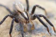 Zora hespera
