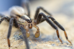 Zora hespera