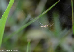 Tetragnatha elongata