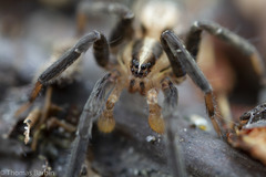 Zora hespera
