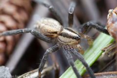 Zora hespera