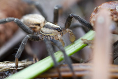 Zora hespera