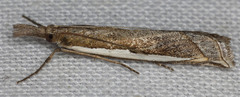 Crambus sperryellus