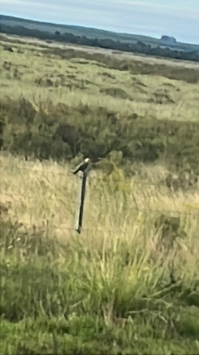 Campo Flicker