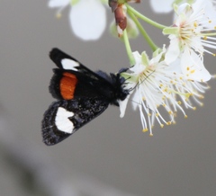 Psychomorpha epimenis