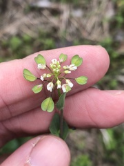 Perfoliate Pennycress (Noccaea perfoliata)