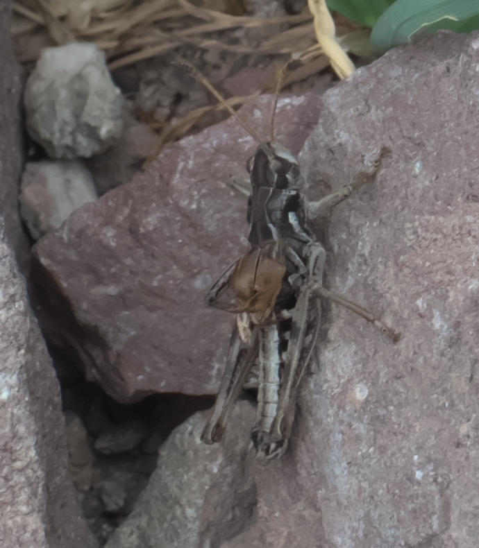 Clubhorned Grasshopper