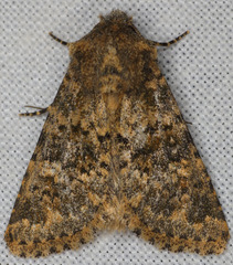 Pseudobryomima fallax