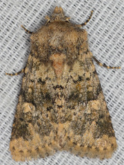 Pseudobryomima fallax