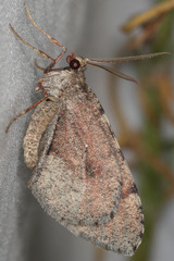 Stamnodes costimacula