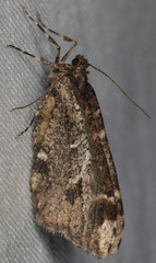 Stamnodes albiapicata