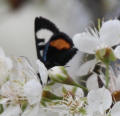 Psychomorpha epimenis