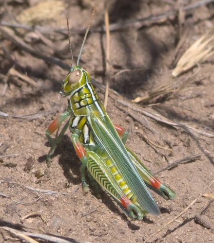 Snakeweed Grasshopper photo 6
