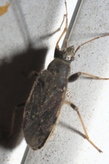 Perigenes constrictus