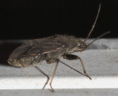 Perigenes constrictus