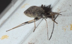 Perigenes constrictus