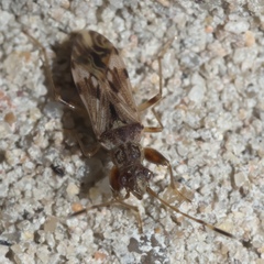 Neopamera albocincta