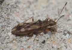 Neopamera albocincta