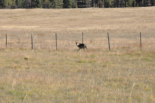 Mexican Wolf photographed in Arizona