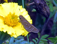 Pelopidas mathias mathias