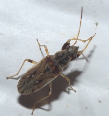 Pseudopachybrachius basalis