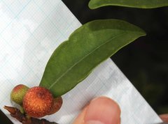Ficus variolosa