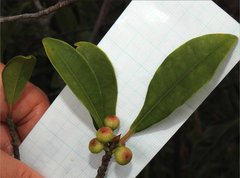 Ficus variolosa